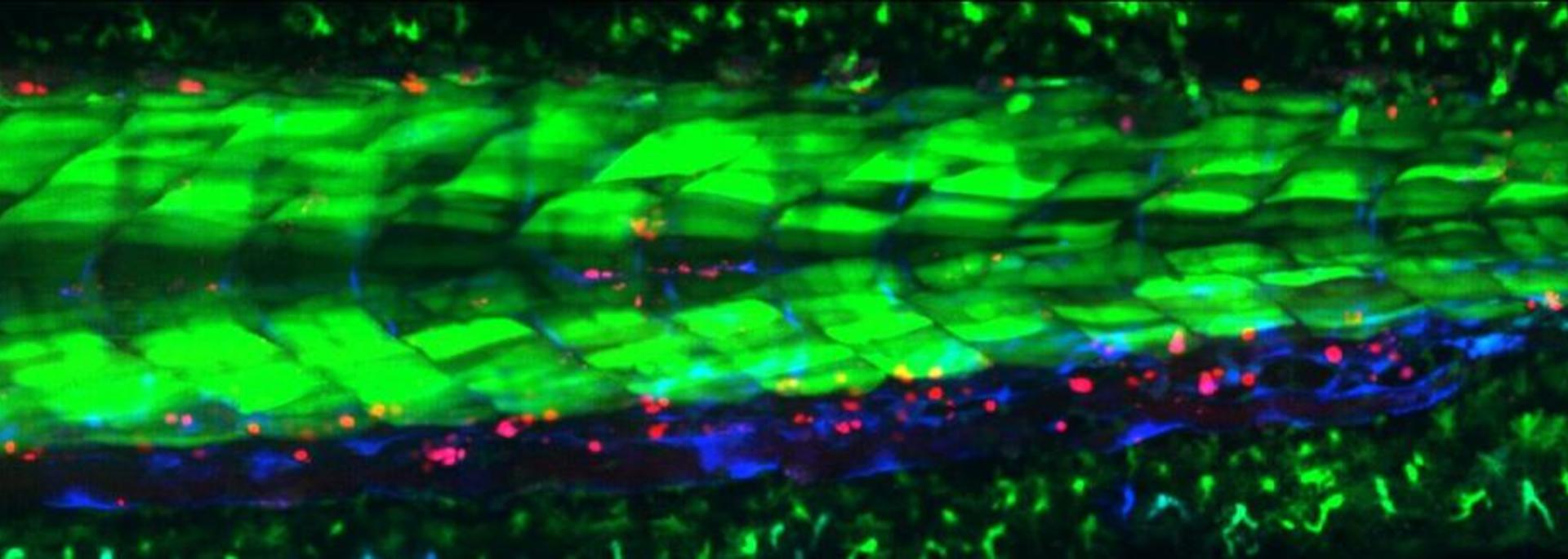 Image Failed to Load